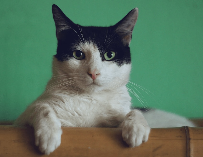 Black and white cat with a green background. 